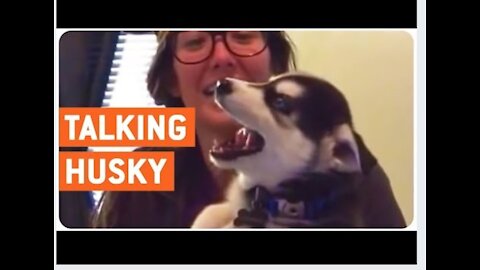Talking Husky Puppy | How to Speak Adorable