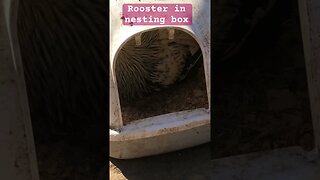 Rooster in nesting box