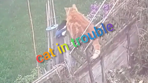 cat in trouble