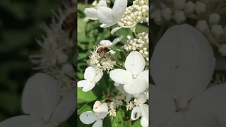 Bee Getting a Little Drink of Nectar