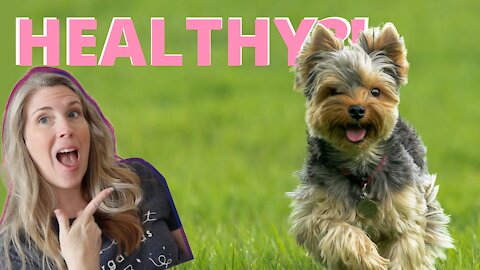 How To Tell If Your Dog Is Healthy & Vital