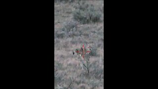 Hunting Coyotes #shorts #dogs #animals #hunter #076