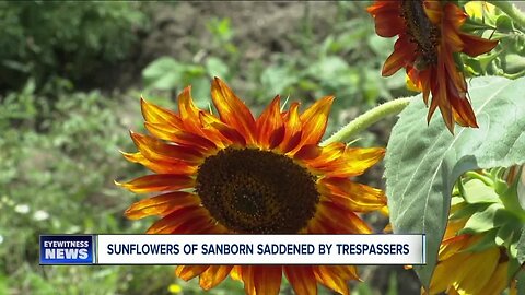 Sunflowers of Sanborn saddened by trespassers