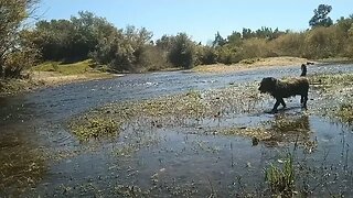 De paseo con mi perro