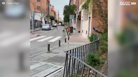 Des paons se pavanent dans les rues désertes de Madrid