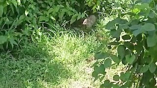 Little arrogant mongoose is taking advantage of a free meal