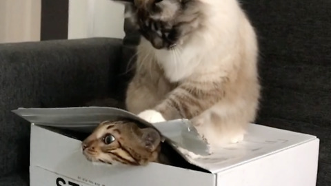 Naughty Cat Trapped His Buddy Inside An Empty Box