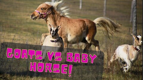 Goats VS Baby Horse!