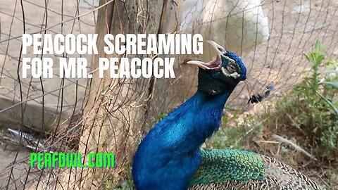 Peacock Screaming For Mr. Peacock, Peacock Minute, peafowl.com