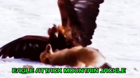 Eagle Attack Mountain Jackle .