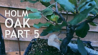 Holm Oak bonsai from seed. 5