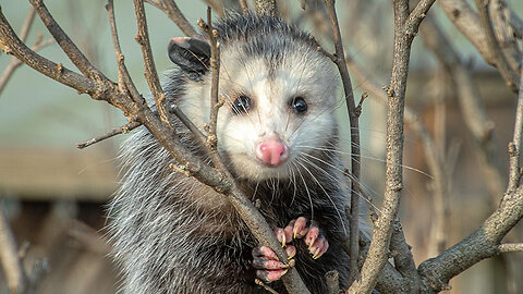 "Why Opossums Are Our Backyard Heroes !" by Simply Awesome Planet