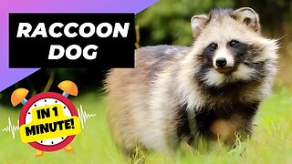 Raccoon Dog - In 1 Minute! 🦝 Unique Animal You Have Never Seen | 1 Minute Animals