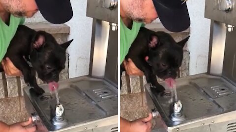 Man holds his dog at the water fountain for a drink