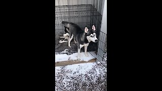 Guilty huskies both complicit in their crime