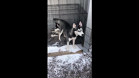 Guilty huskies both complicit in their crime