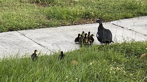 Muscovy duck family afternoon May 15 2924