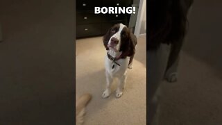 Springer Spaniel Puppy Face Is So Expressive!