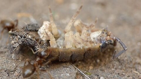 Ants Dragging Dead Woodlouse