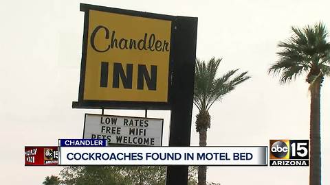Customers find cockroaches in Chandler Inn Motel room