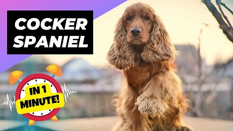 Cocker Spaniel - In 1 Minute! 🐶 One Of The Smallest Dog Breeds In The World | 1 Minute Animals