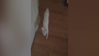 Funny Cat Loves To Play Fetch