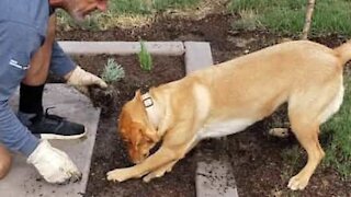 Cadela ajuda o seu dono com jardinagem
