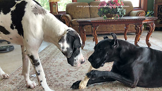 Great Dane Bounces and Boxes To Swipe Bone