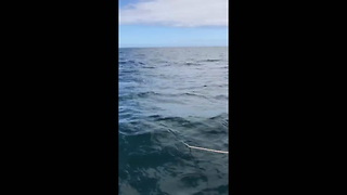 Orca attacks boat in Sitka Alaska Censored (2).mp4