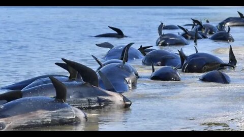 Breaking: "200 Dead Whales" Prophecy Declares Cataclysmic Events"