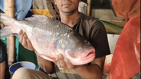 Big Katla Fish Cutting By Expert Cutter In Fish Market