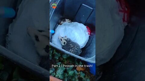 OMG! There's a Possum in the Trash | Part 2