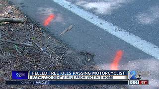 Felled tree kills passing motorcyclist