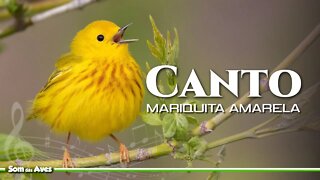 Os 4 Cantos do Pássaro MARIQUITA AMARELA - Yellow Warbler