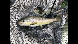 Big Brown Trout - Catch and Release
