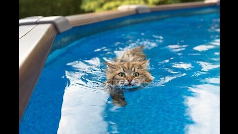 Swimming Cats Compilation