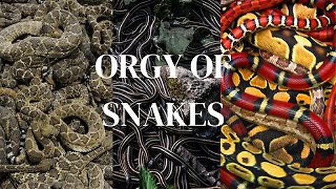 Snake Orgy || And Other Animal Phenomenon
