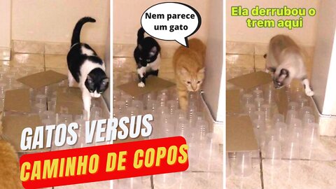 Cats versus Obstacles - Gatos vs Obstáculos - Feline Challenge