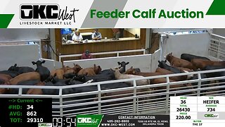 10/4/2023 - OKC West Feeder Calf Auction