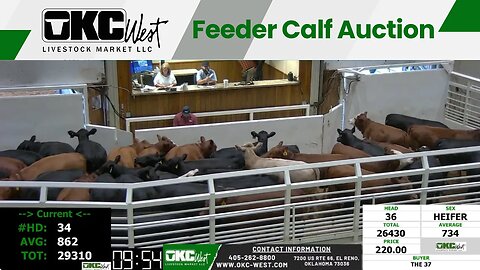 10/4/2023 - OKC West Feeder Calf Auction