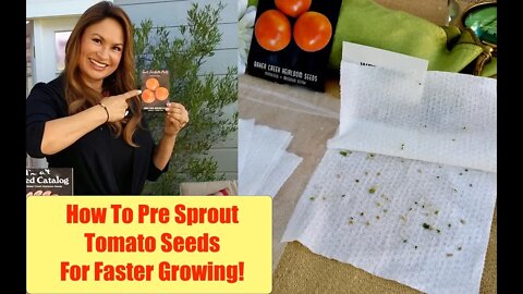 Why PRE GERMINATE SEEDS? (How to PRE SPROUT TOMATO SEEDS) Seed Starting Tips 🍀 Shirley Bovshow
