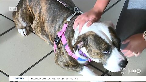 Pet of the Week: Blossom