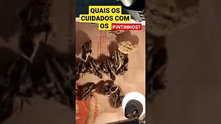 QUAIS OS CUIDADOS COM OS PINTINHOS? #codornas #quail #codorniz