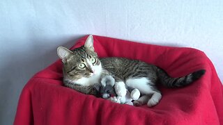 Sweet Little Cat Loves His Plush Toy