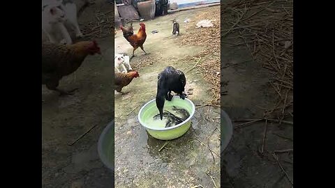 great cormorant eats the whole fish instantly_