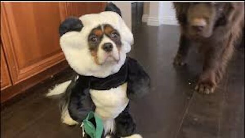Cavalier puppy rejects mom’s Halloween costume attempt
