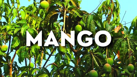 Mango — tubebackr #House Music [#FreeRoyaltyBackgroundMusic]