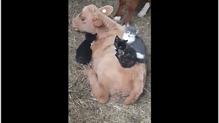 Kittens Like To Snuggle On Top Of Patient Calf