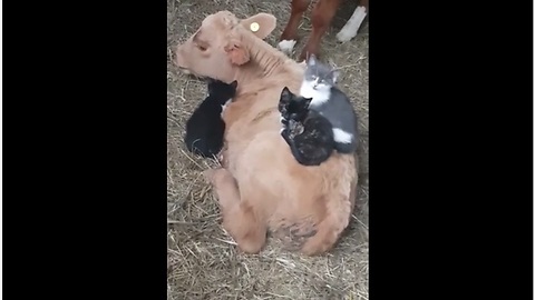 Kittens Like To Snuggle On Top Of Patient Calf
