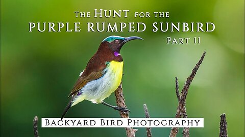 The Hunt for the PURPLE RUMPED SUNBIRD - Part 2 | URBAN BIRD PHOTOGRAPHY in Bandra, Mumbai
